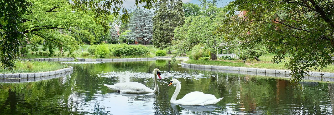 Millersville Swans | Millersville University